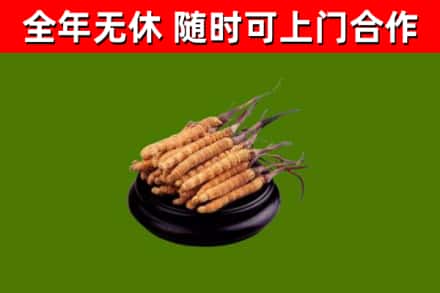 桃源回收冬虫夏草