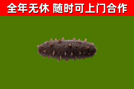 桃源回收海参干